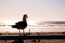 seagull overlooking the sea from a Californian beach