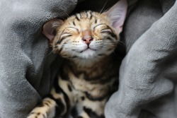 Closeup of a happy adorable cute brown spotted bengal kitten napping and smiling while wrapped up in a blanket dreaming