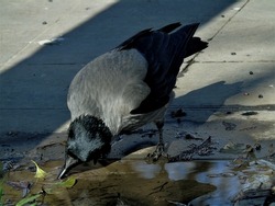 The hooded crow - Corvus cornix (also called the scald-crow or hoodie) is drinking water in one of the parks of Istanbul, Turkey