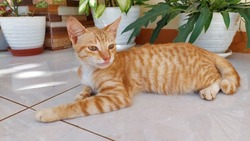 an orange stray cat relaxing on someone's terrace