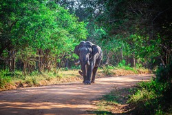 Old Elephant Sando in Yala Forest. Srilanka- wild life