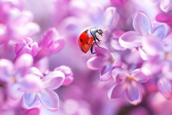 Little red ladybug in lilac flowers in spring. Macro shot, selective focus.