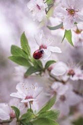 Little red ladybug in white and pink flowers in spring. Macro photography, selective focus.