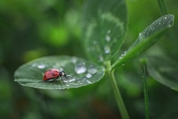 Small red ladybug on a green clover leaf with rain drops on a green background. Macro shot, selective focus.
