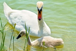 Mom and baby swan