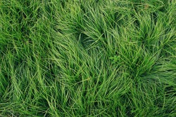 Green grass in the wind
