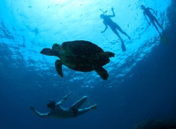 Young friends having fun in a tropical sea with turtle