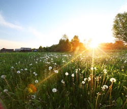 Sunset over meadow with dandelions