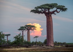Baobab trees at sunset. Madagascar