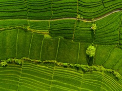 Aerial view of the green rice fields. Bali, Indonesia