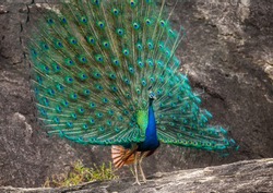 Peacock with a spread tail stands on a stone. Sri Lanka. Yala National park
