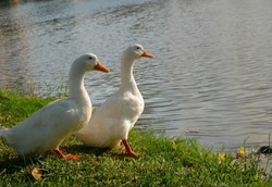 Couple duck is looking to the sun. 