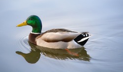 Mallard duck swimming on a pond picture with reflection in water