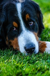 Bernese Mountain dog close up on grass