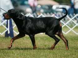 Black and Tan Coonhound walking in profile at dog show