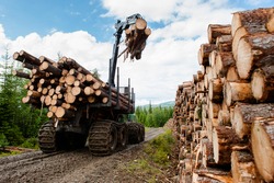 Bio mass timber harvesting in Norway