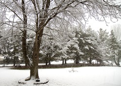 Trees being covered in snow during the midst of a snow blizzard