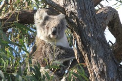 A healthy female adult koala sitting in the sun on a branch of a Manna Gum tree on Raymond Island.