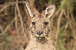 Close up of an old kangaroo facing the camera while chewing on grass on Raymond Island. 