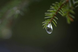 A drop of water hanging on spruce branch. Water drop concept.