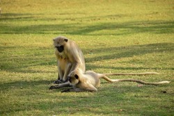 Gray langur
Gray langurs, also called Hanuman langurs or Hanuman monkeys, are Old World monkeys native to the Indian subcontinent constituting the genus Semnopithecus. Traditionally only one species
