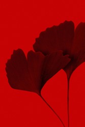 Red Flower Petals In Red Background 