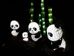 Arcadia, California USA December 30 2018: Moonlight Forest - Lantern Art Festival at Los Angeles County Arboretum. Lighted Panda Bear Family and Bamboo Chutes, Chinese Lantern Festival