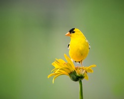 Yellow bird matching his flower on a sunny day