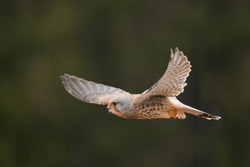 Kestrel in flight in its natural habitat.