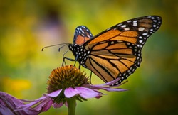 Portrait of a monarch butterfly seen from the side against a colorful blurred summer meadow background