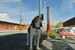 A dog waits for his owner at the train station. The concept of loyalty, abandonment and canine friendship. A beagle dog howling sadly for his master.