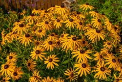 Bright yellow flowers of Rudbeckia fulgida (black-eyed-susan, coneflower) in garden, Floral background with bright yellow daisies on natural background. Yellow-brown flowers with outstanding seed