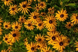 Bright yellow flowers of Rudbeckia fulgida (black-eyed-susan, coneflower) in garden, Floral background with bright yellow daisies on natural background. Yellow-brown flowers with outstanding seed
