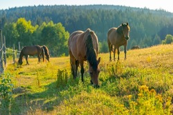many horses on the pasture in the mountains in sunset light, Slovakia, Europe, lots of hucul horses grazing in the evening, autumn colours, copy space