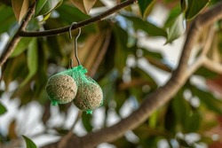 Tallow balls hanging on the tree. Fat balls; winter food for birds. Fat balls are high energy, nutritional supplements for wild garden birds – especially tits, sparrows, starlings and blackbirds. 