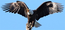 Screaming Adult Bald Eagle on the West Coast of Florida