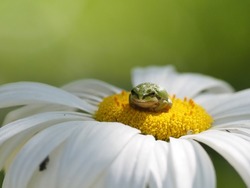 A close up of a cute, tiny Pacific Tree Frog (or Pacific Chorus Frog, Pseudacris regilla) on the yellow middle of a daisy flower with a blurred green background.