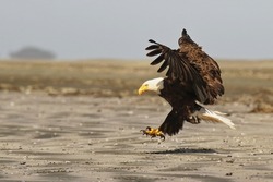 A flying Bald Eagle (Haliaeetus leucocephalus) landing on a sandy beach with its wings spread and talons out on Chesterman Beach in Tofino, BC, Canada.