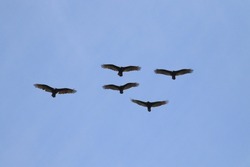 A flock of Turkey Vultures flying or kettling against a blue sky. Taken at East Sooke Park on Vancouver Island, British Columbia, Canada.