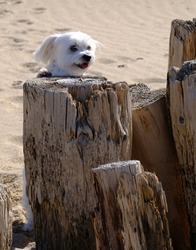 An adorable young Maltese breed dog indulges in discovery and adventure activities on the shores of the Atlantic Ocean in the Vendée region