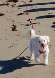 An adorable young Maltese breed dog indulges in discovery and adventure activities on the shores of the Atlantic Ocean in the Vendée region
