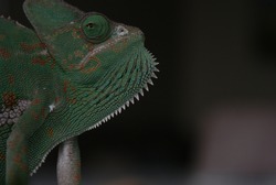 Model: gorgeous veiled chameleon shining in green and lightbrown colours.