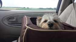 A small dog sleeps in a car seat on a road trip.