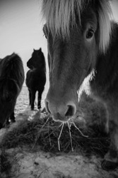 Icelandic horses eating hay that has been brought to them on a frozen snowy field in the south of Iceland