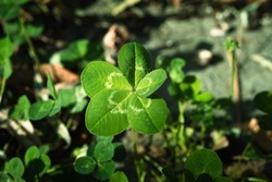 Five-leaf clover, a symbol of good luck