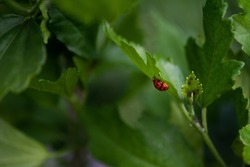 ladybird close up. Ladybug on  green leaf. Selective focus, shallow depth of field