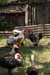 Domestic bird. Free range chickens, roosters and indo ducks. Focus on the rooster