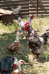 The rooster crows. Indo duck walks nearby. Free range poultry