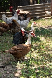 A young free range Indo duck with chickens, roosters and ducks in the background
