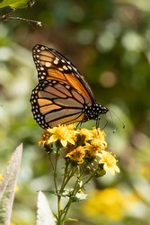 Monarch Butterfly on Yellow Flowers